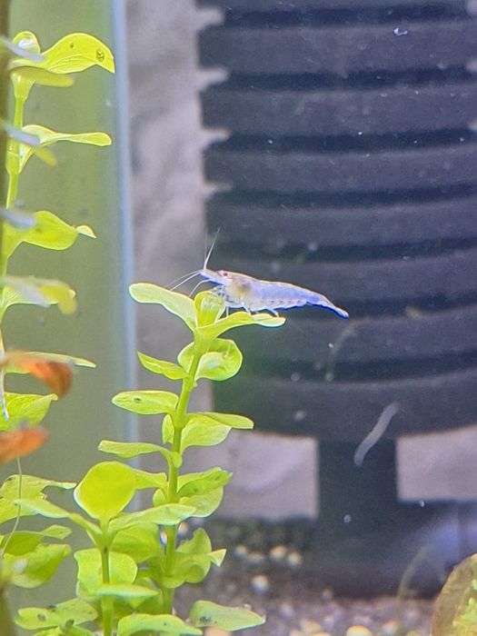Krewetki Neocaridina White Pearl