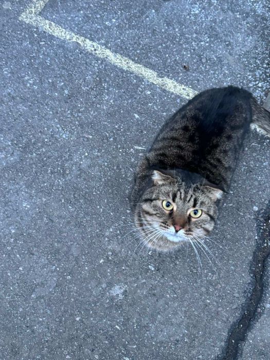 Отдам полосатую вислоухую кошку