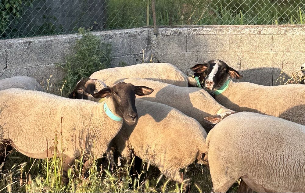 Ovelhas da raça suffolk prenhas