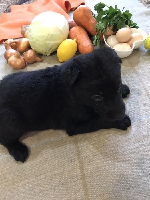 Німецька вівчарка