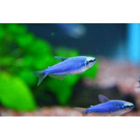 Neon Błękitny - Inpaichthys Kerri