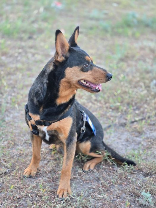 Отдам пса-компаньона, метис таксы, 2 года, кобель