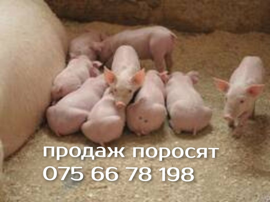 В наявності поросята породисті