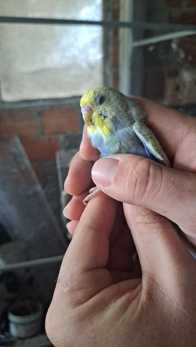 Piriquitos para vender