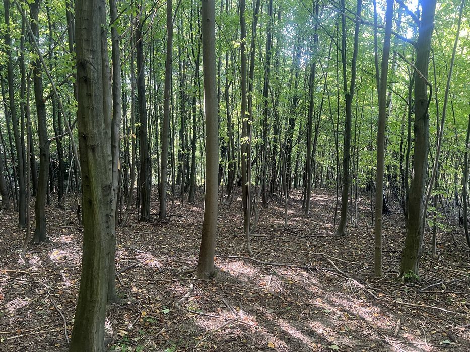 Widokowa działka nad jeziorem Mucharskim - Widok 3