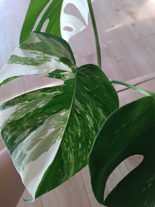 Monstera variegata