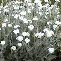 Молочай Сонечко,прунела, геліантус, ліхнес корончатий