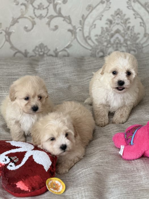 Чудовий подарунок на 8 березня Мальтипу