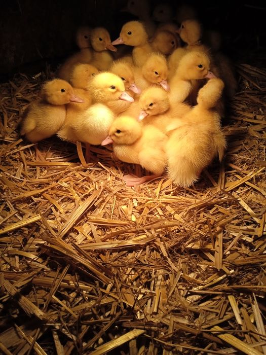 Sprzedam małe kaczki Pekin