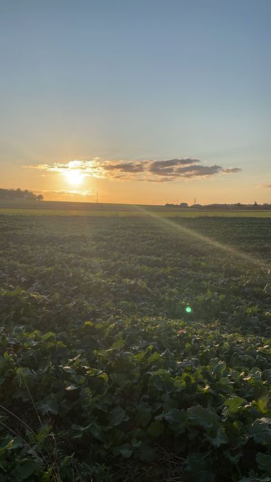 Ostatnia działka w pierwszej linii zabudowy! 15 min. od Lublina