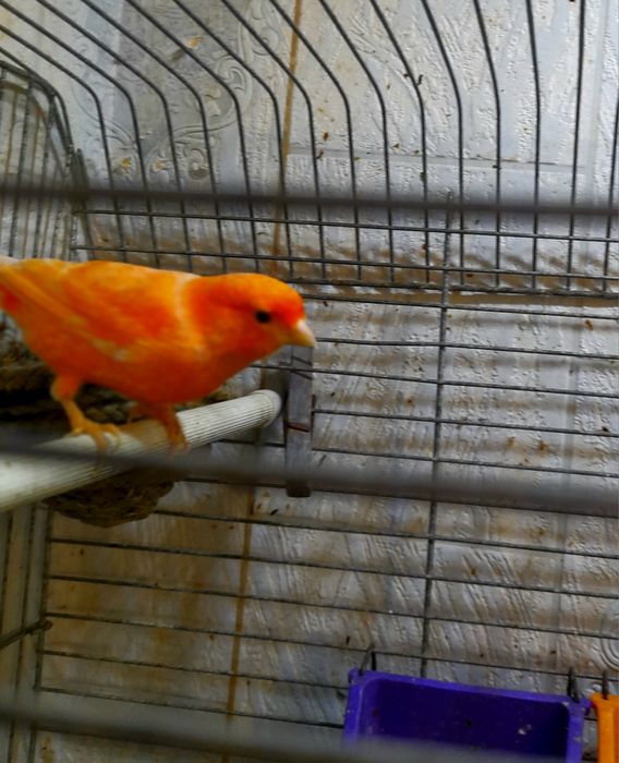 Клетки для кенарей