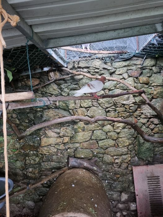 Pombos para venda arcanjos  e viuvinhas