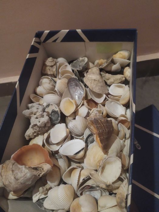 Ракушки более 3 кг цена за все для аквариума