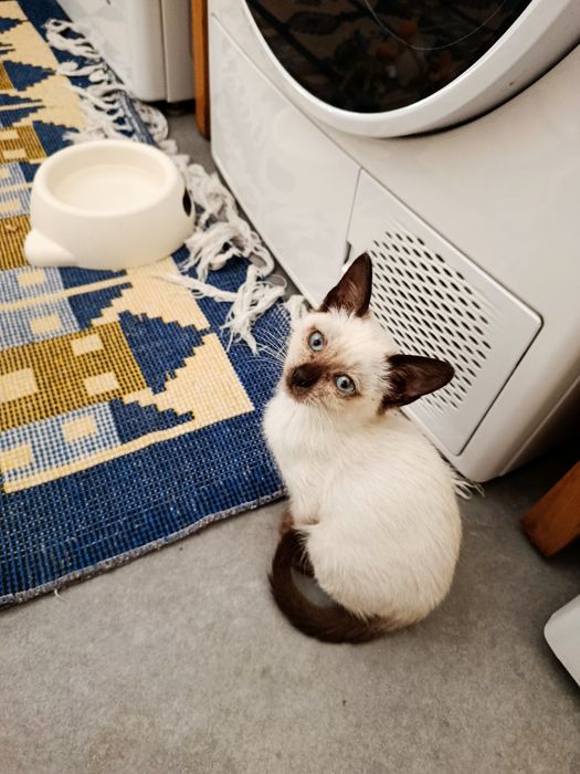 Dou gatinha bebé siamesa.