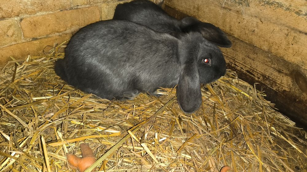 Sprzedam króliki barany francuskie niebieskie