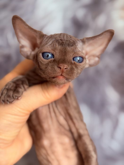 Devon Rex cinnamon, wyjątkowy kocurek JULIUS Hasu’Neko*PL