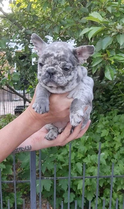 Віп качество, блакитний мерле.