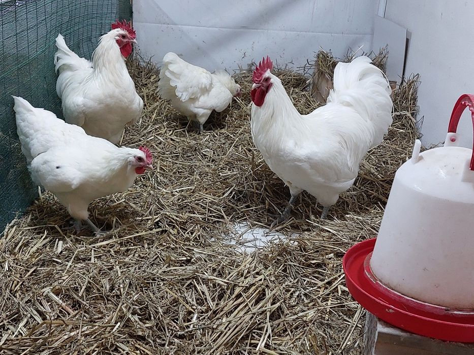Jaja jajka lęgowe legbar marans silverudds  ameraucana