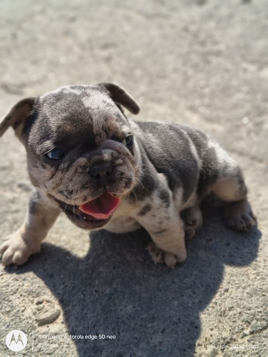 Супер французики