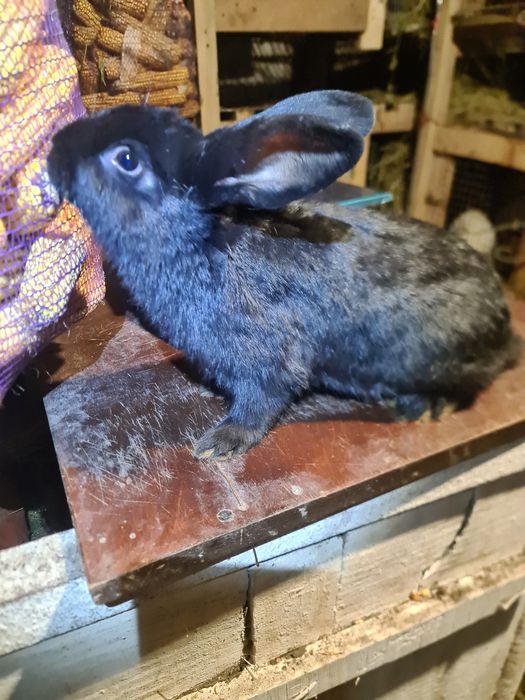 Кролики на плід.Кроли на племя