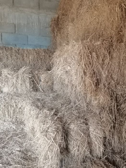 Fardos palha nascediça