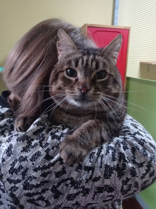 Jason - Kociarnia Ostróda