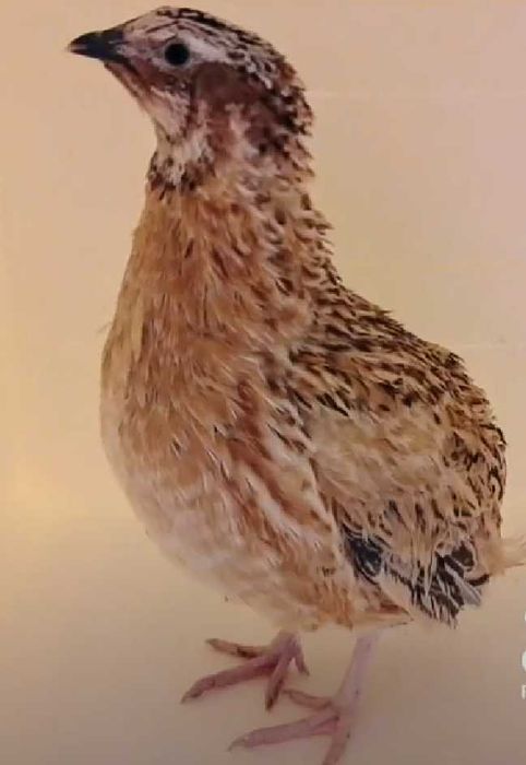 Ovos Galados e Codornizes de Várias Cores, Celadon