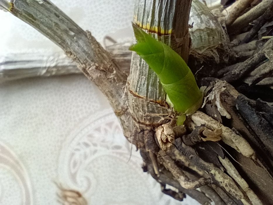 Дендробіум дендрофаленопсіс поділка