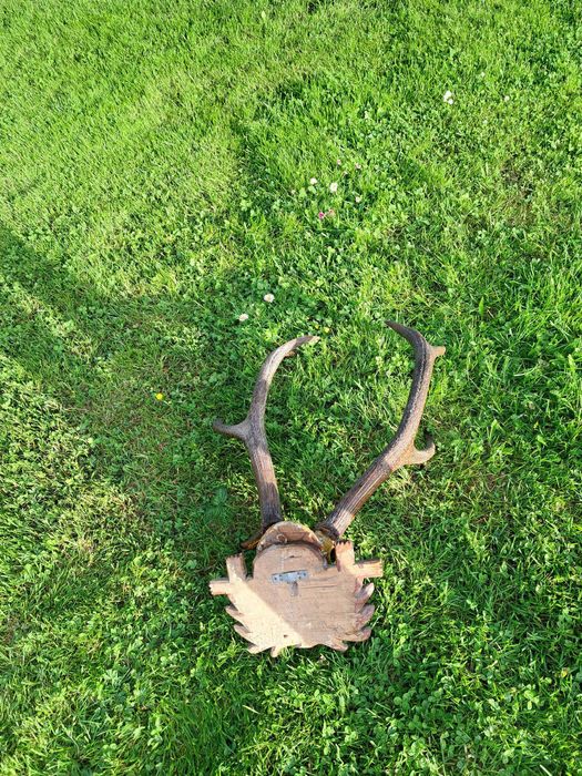 Poroże jelenia do powieszenia