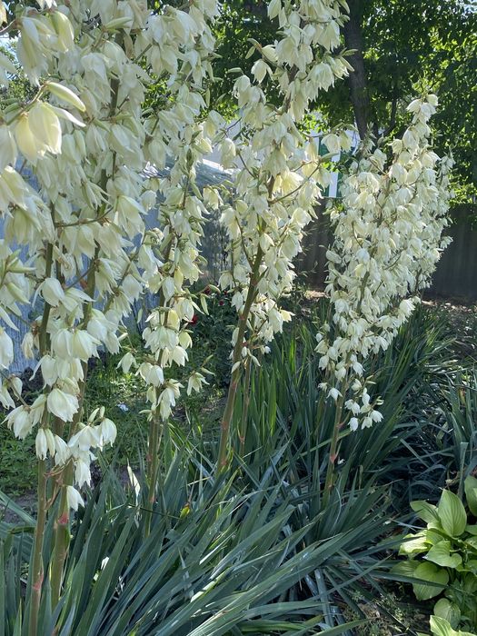 Юка яка вже квітне доросла