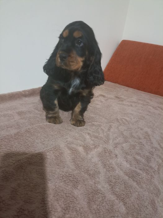 Suczka czarna podpalana Cocer spaniel angelski