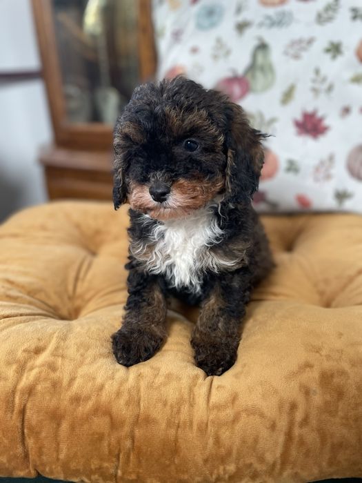 Cavapoo f1b dostępny piesek tricolor