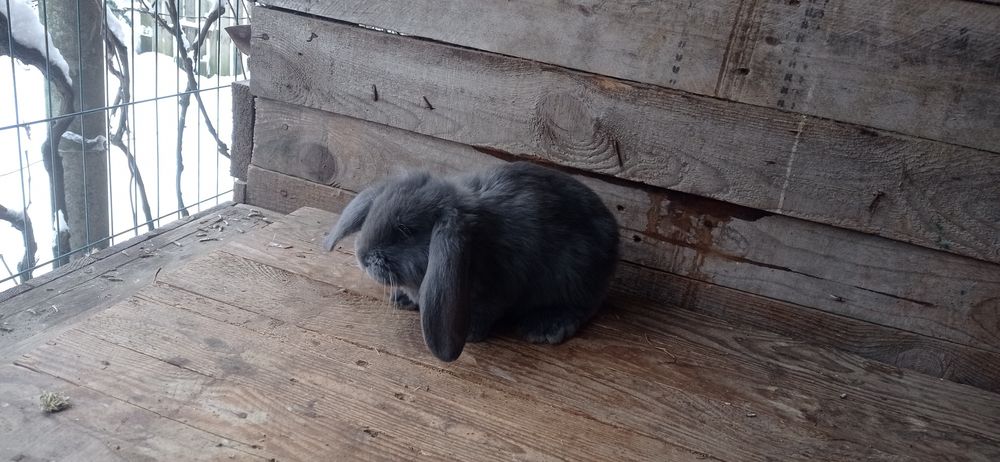 Кролики францюзький баран