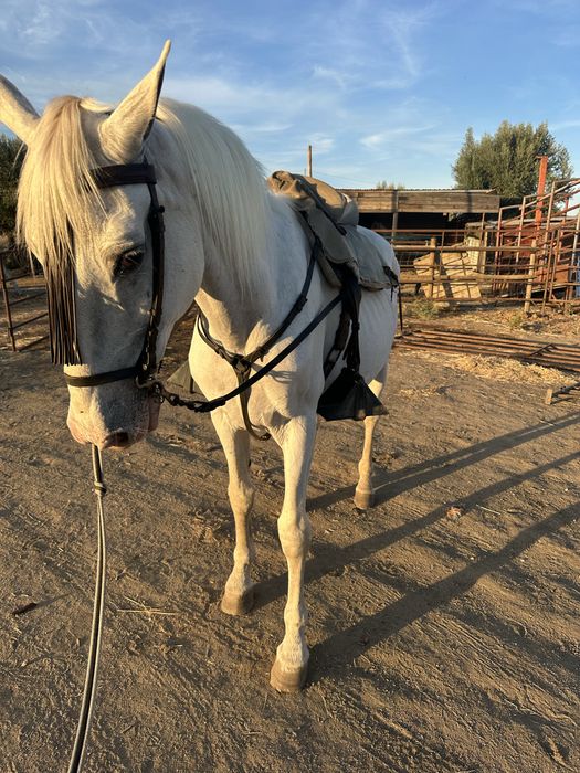 Cavalo Castrado com arranjo