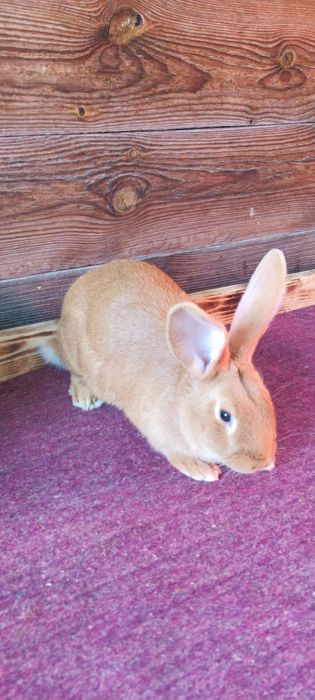 Кролики Бургундія