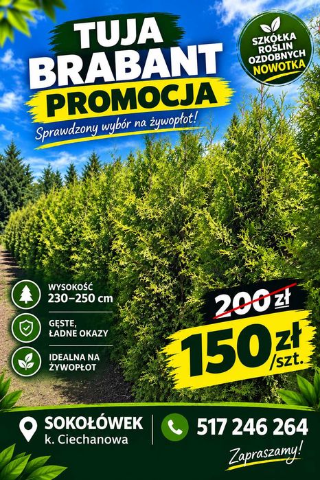 Thuja Brabant - 2.30-2.50 m - Duża w cenie małej - mega oferta!