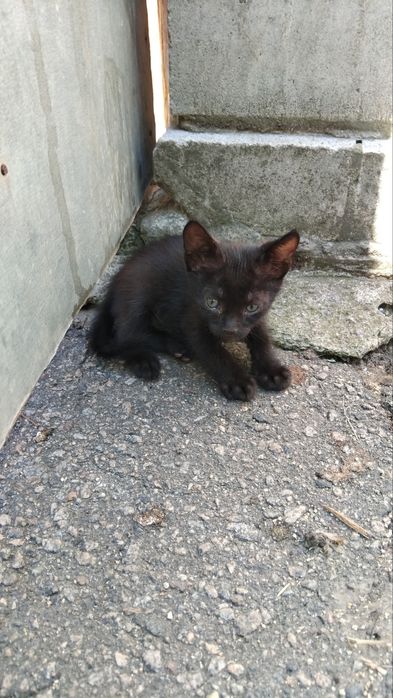 Кошенята в дбайливі руки