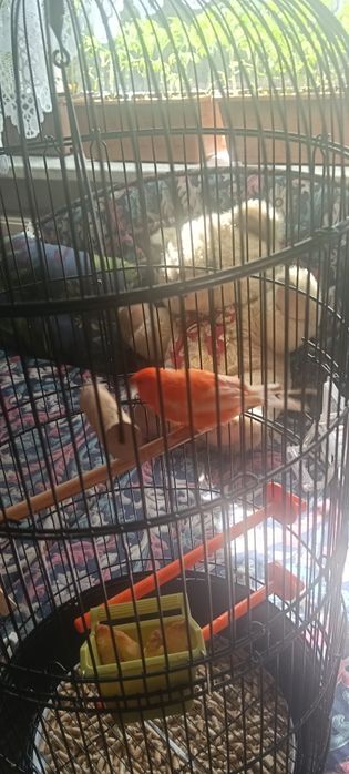 Kanarek samiec sprzedam