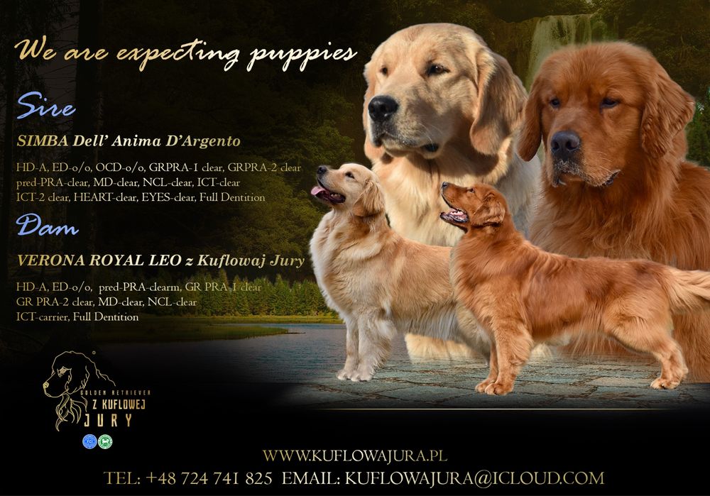Szczeniak Golden retriever