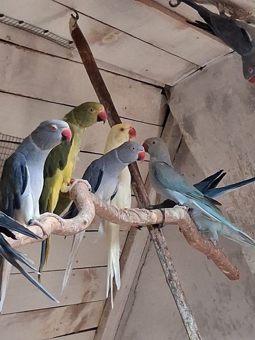 Aleksandretta samiec kremino