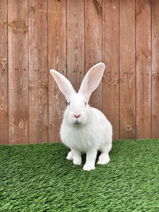 Termondzki biały TB SAMICA