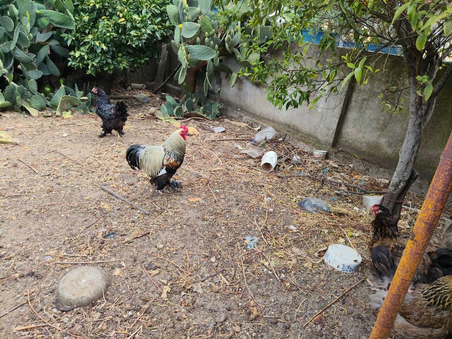 Galo Brahma x black