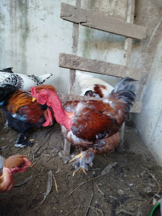 Vendo  galos do campo