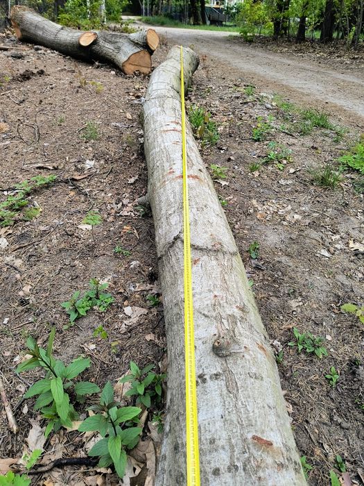Debina dąb obwód ok 150cm