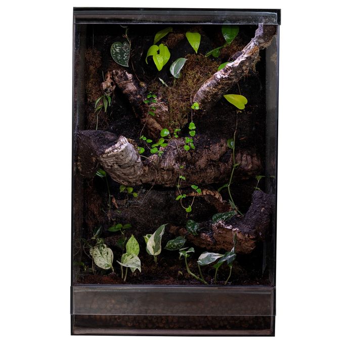Gekon orzęsiony terrarium tropikalne 40x40x60