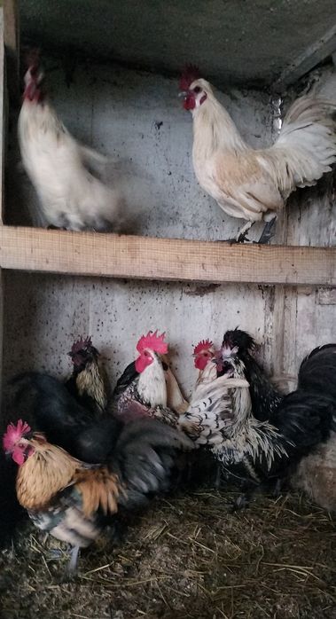 Koguty mix miniaturki