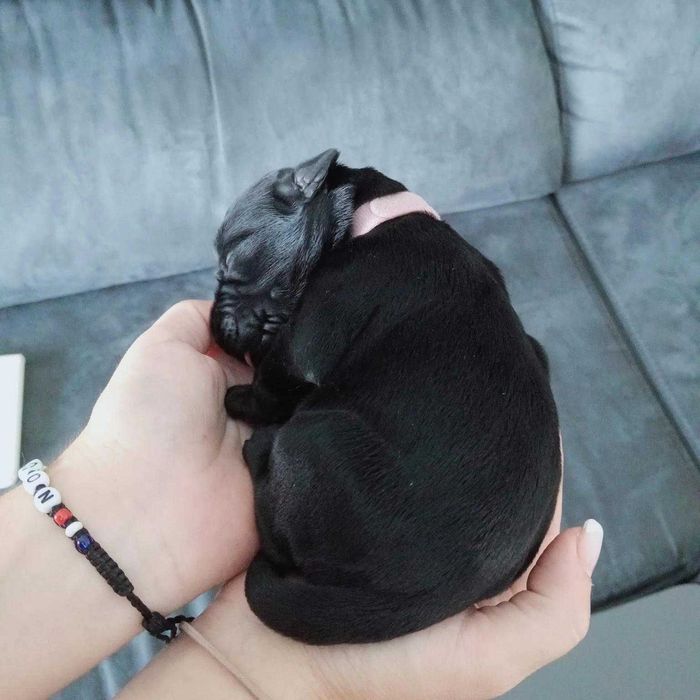 Fêmea Schnauzer Gigante – Criadores Certificado - Excelente Linhagem