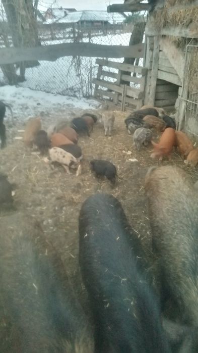 Поросята Венгерська мангалиця