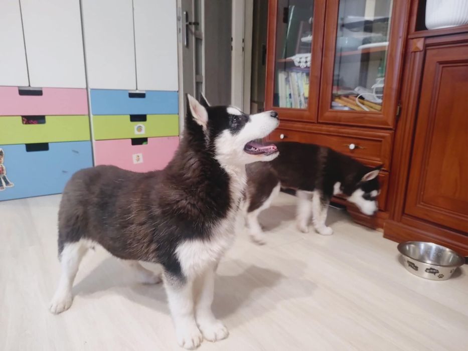 Aktualizacja : ostatnia suczka Alaskan Malamute