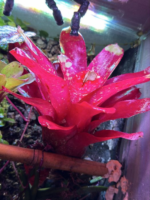 Neoregelia do terrarium paludarium
